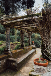 Photo of a traditional aged garden pergola with vines wrapped around