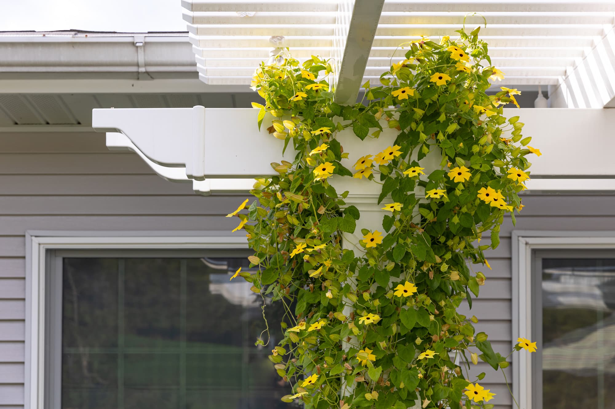 Close up of a vine flowers growing up the post of a white vinyl pergola
